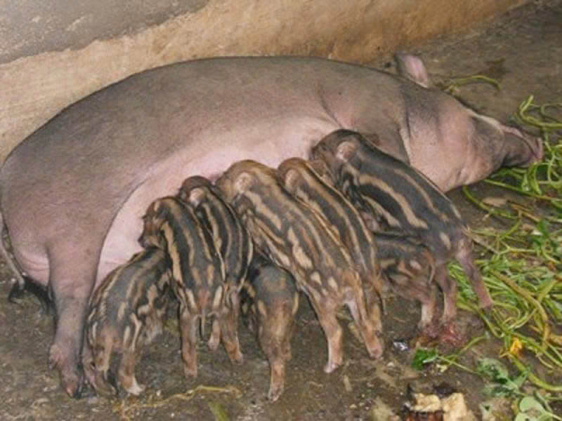 Heo rừng lai F1