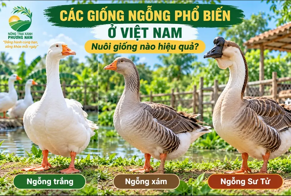 Gà Sao có thực sự giúp giảm côn trùng trong vườn?