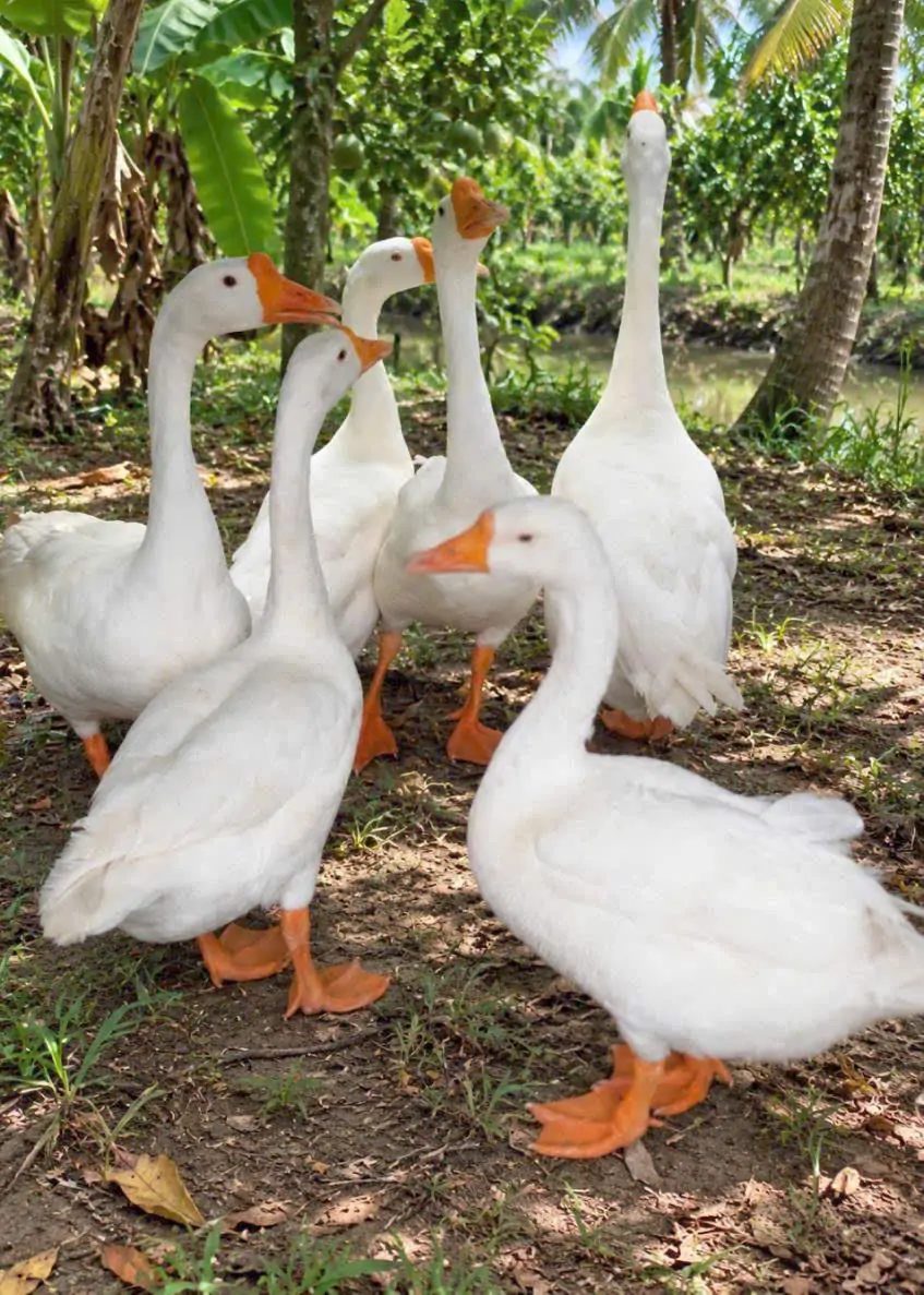 Các giống ngỗng phổ biến ở Việt Nam
