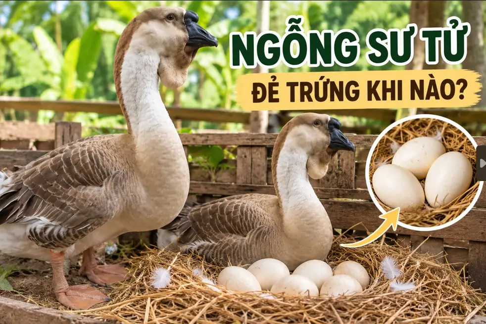 Gà Hơ Mông Thuần Chủng Nhận Biết Thế Nào?