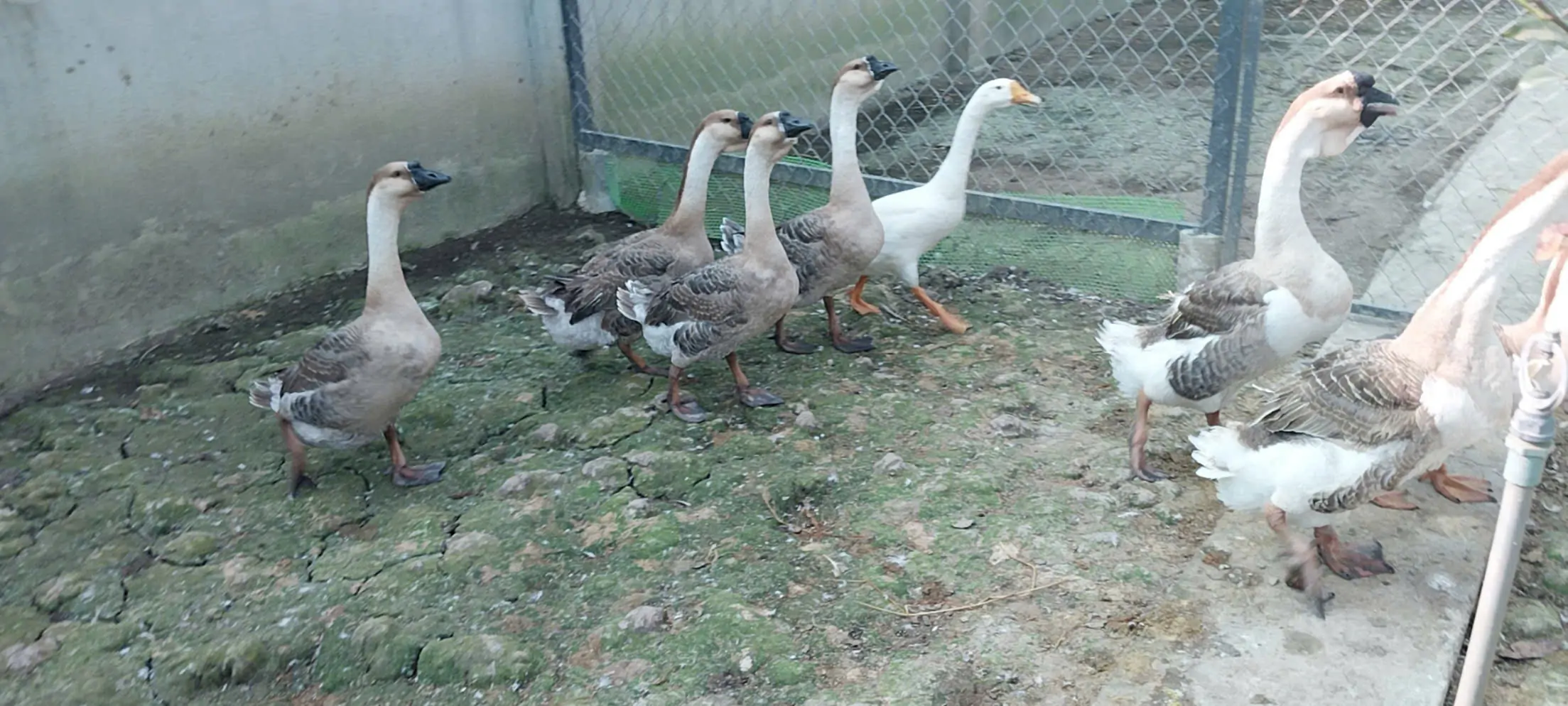 V&igrave; sao ngỗng sư tử được xem l&agrave; con vật trấn giữ nh&agrave; vườn