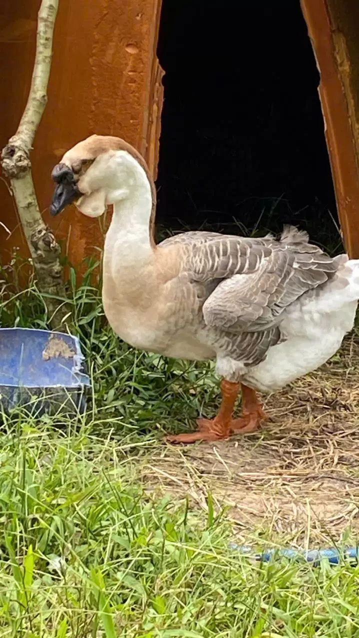 Tại sao Ngỗng sư tử l&agrave; cổ m&aacute;y dọn cỏ v&agrave; giữ nh&agrave;