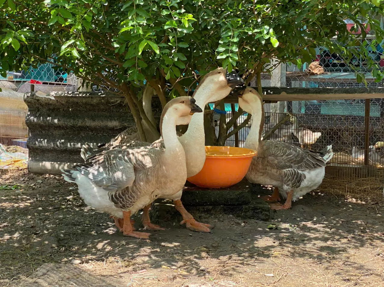 Ngỗng sư tử l&agrave; cổ m&aacute;y dọn cỏ v&agrave; giữ nh&agrave;