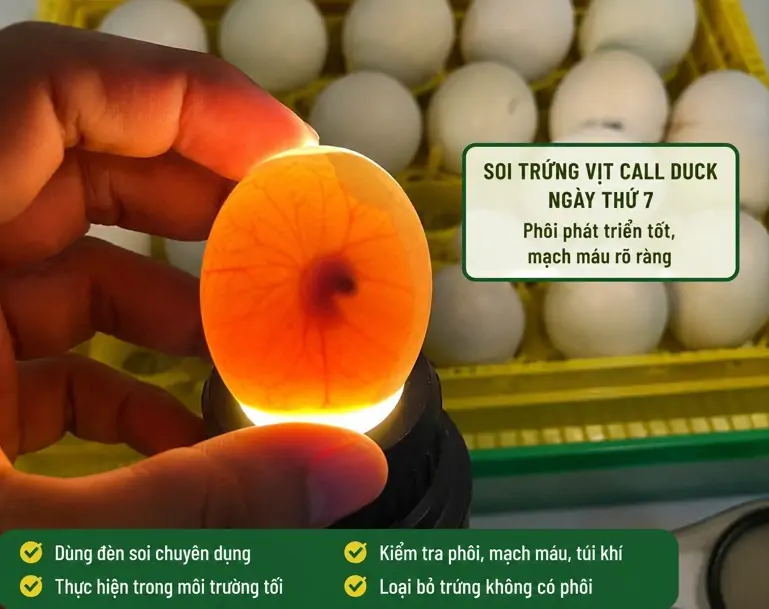 Kỹ thuật ấp trứng vịt Call Duck