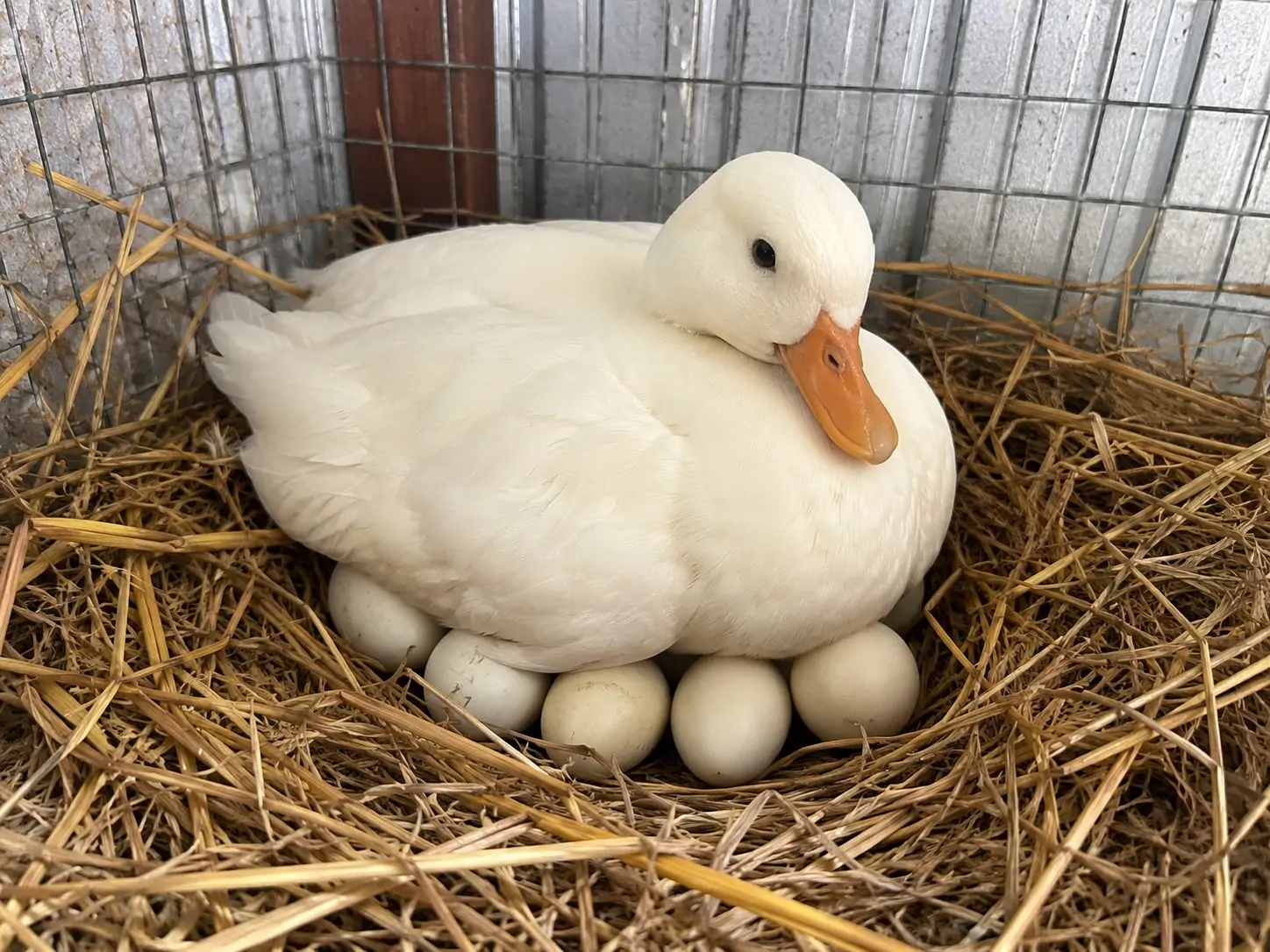 Vịt Call Duck có cần hồ nước không