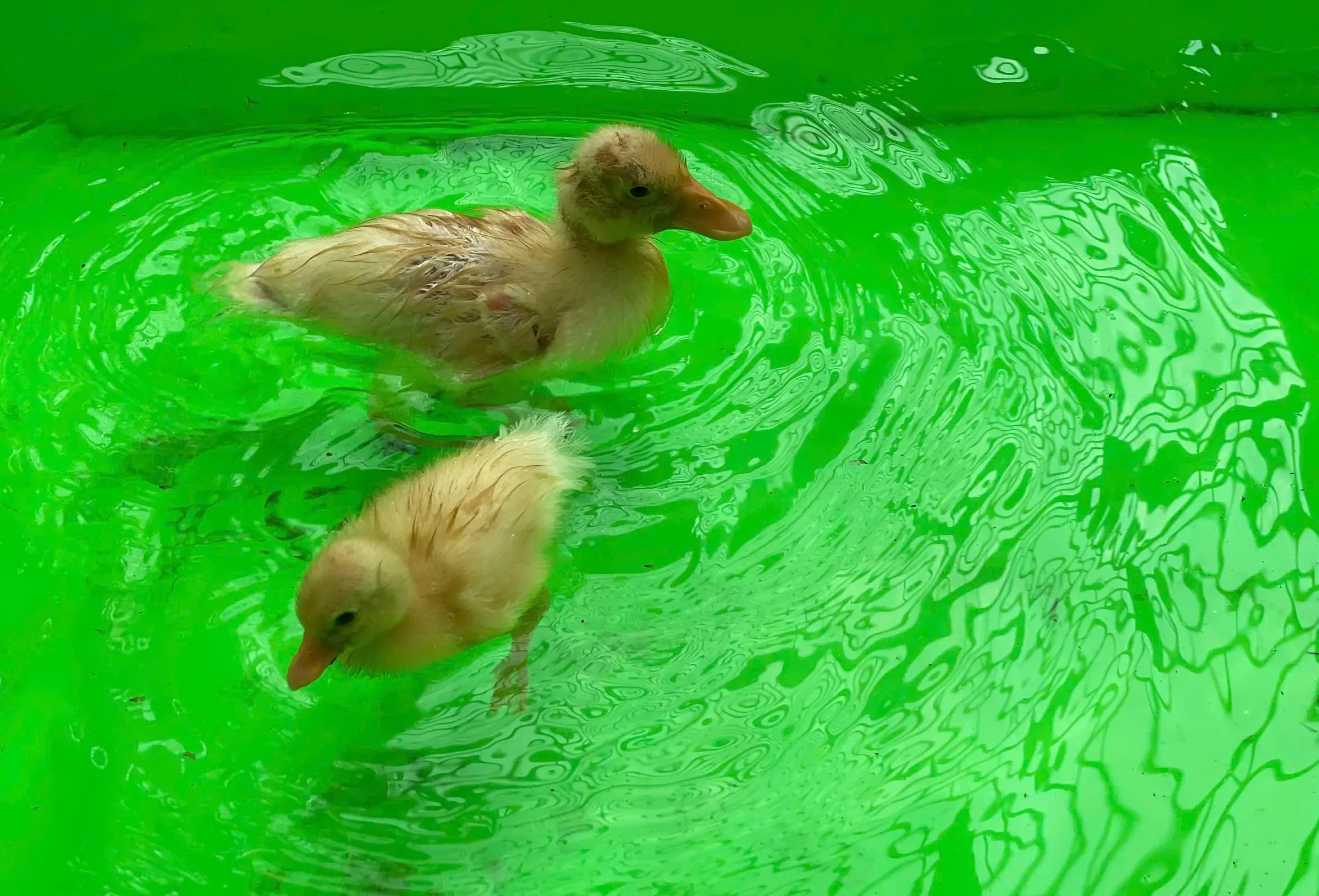 Mua giống vịt Call Duck thuần chủng ở đ&acirc;u uy t&iacute;n