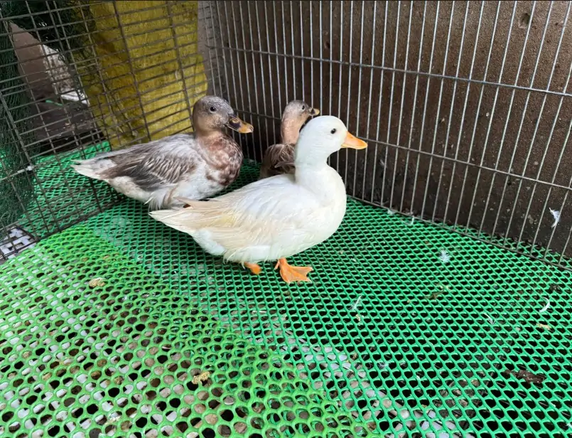 thức ăn cho vịt Call Duck con từ 1&ndash;30 ng&agrave;y tuổi