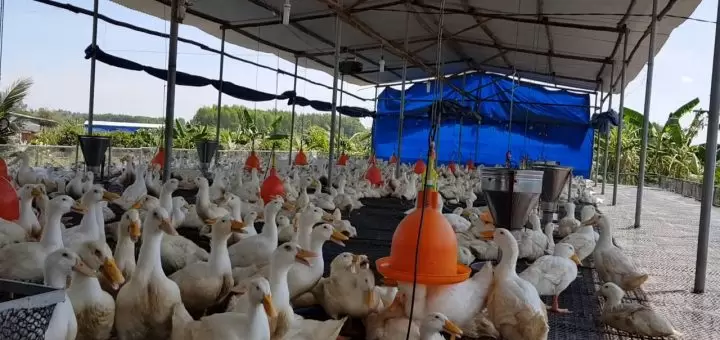 Mua con giống ở đâu là uy tín tại TP.HCM?