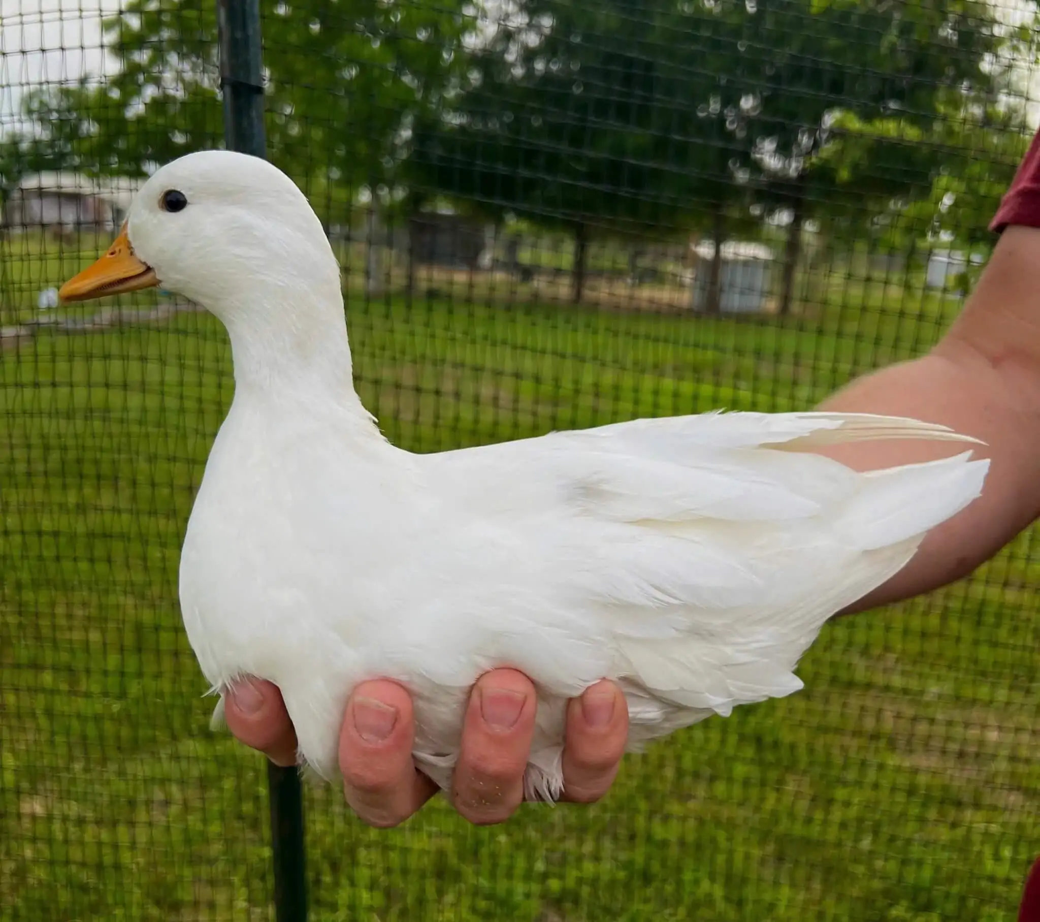 Vịt Call Duck 