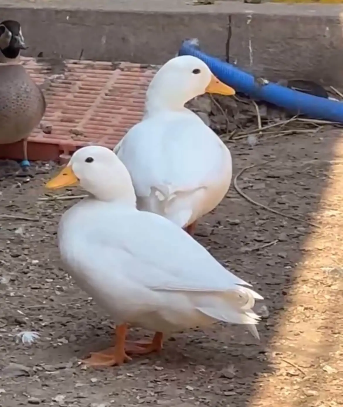 TRI THỨC NHÀ NÔNG