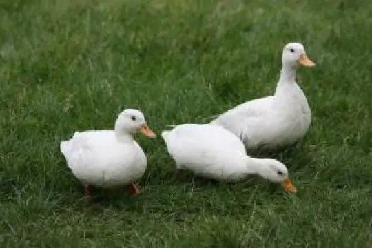 Vịt Call Duck
