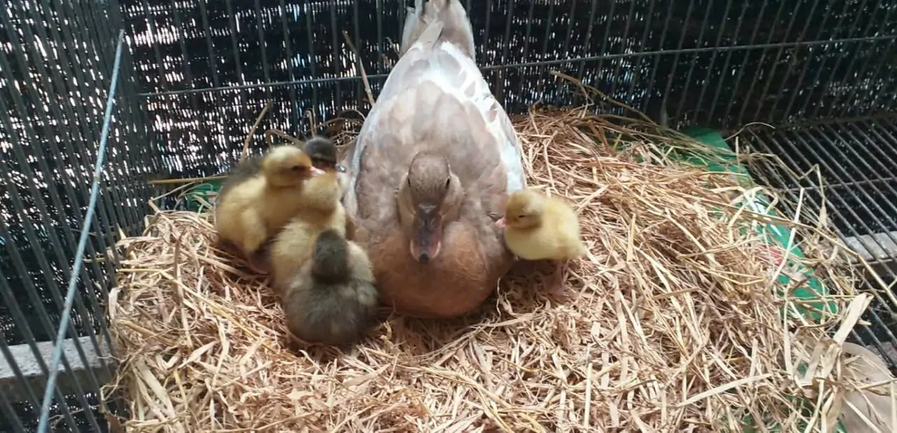 Vịt Call Duck