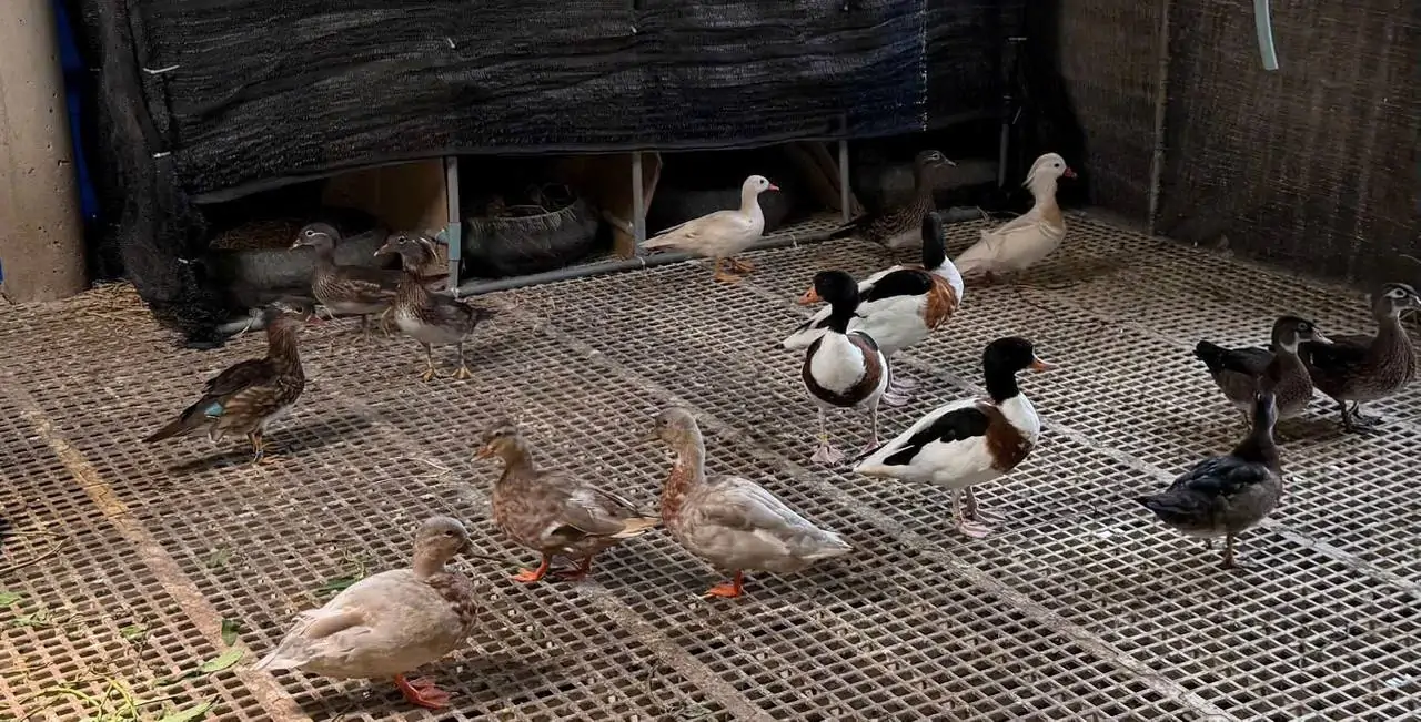 Vịt Call Duck