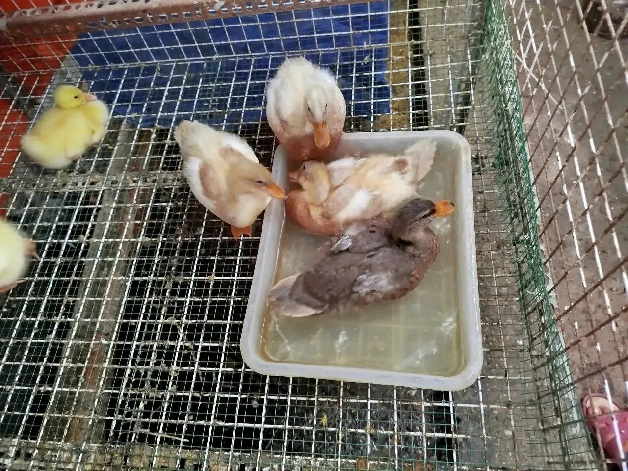 thức ăn cho vịt Call Duck con từ 1&ndash;30 ng&agrave;y tuổi