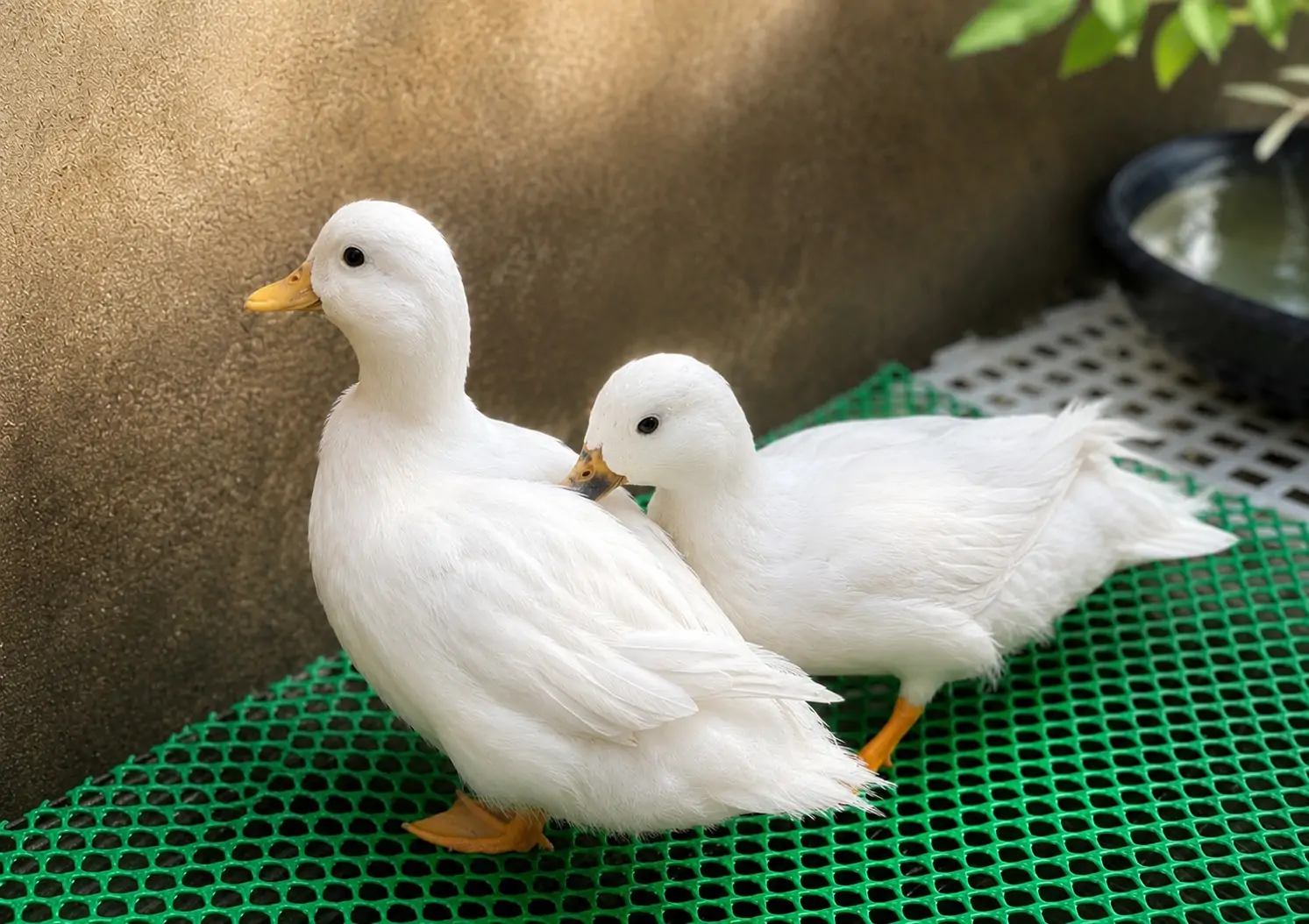 Giống Dê lùn Pygmy thuần chủng