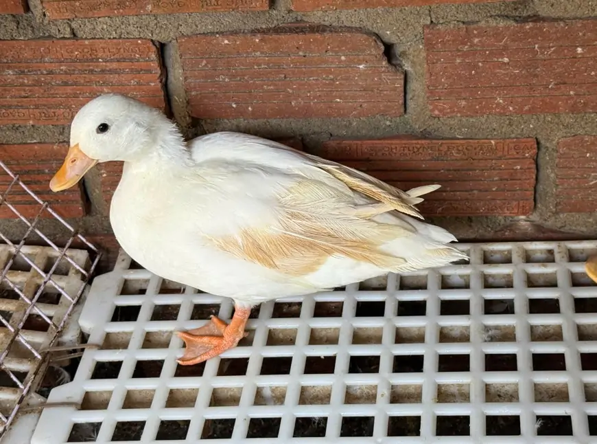 Vịt Call Duck: Tại sao lại được giới trẻ săn lùng