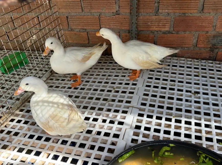 Vịt Call Duck: Tại sao lại được giới trẻ săn lùng