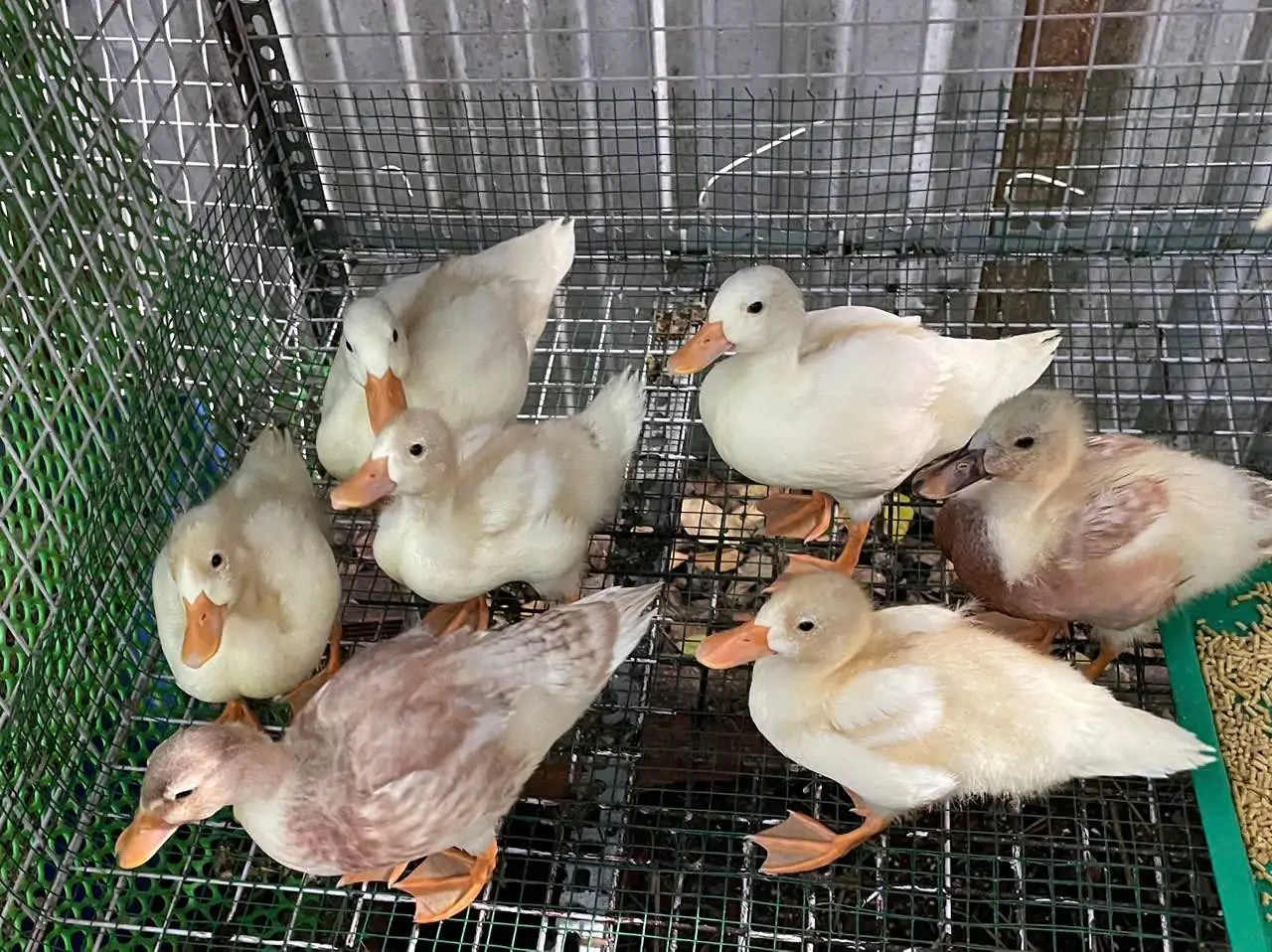 Vịt Call Duck Ăn G&igrave; Để Mau Lớn