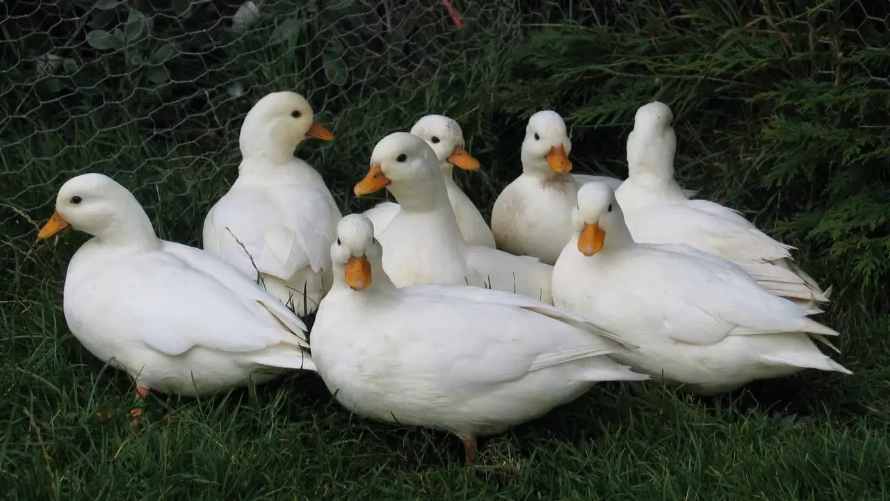 nuôi vịt Call Duck tại nhà