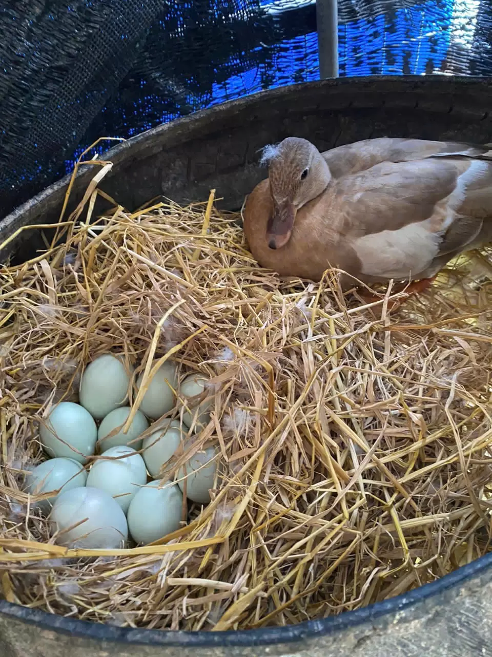 Kỹ thuật ấp trứng vịt Call Duck