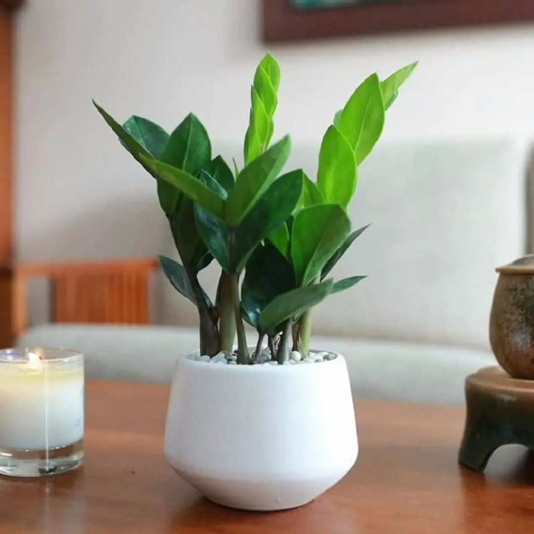 Những loại cây chịu nắng tốt