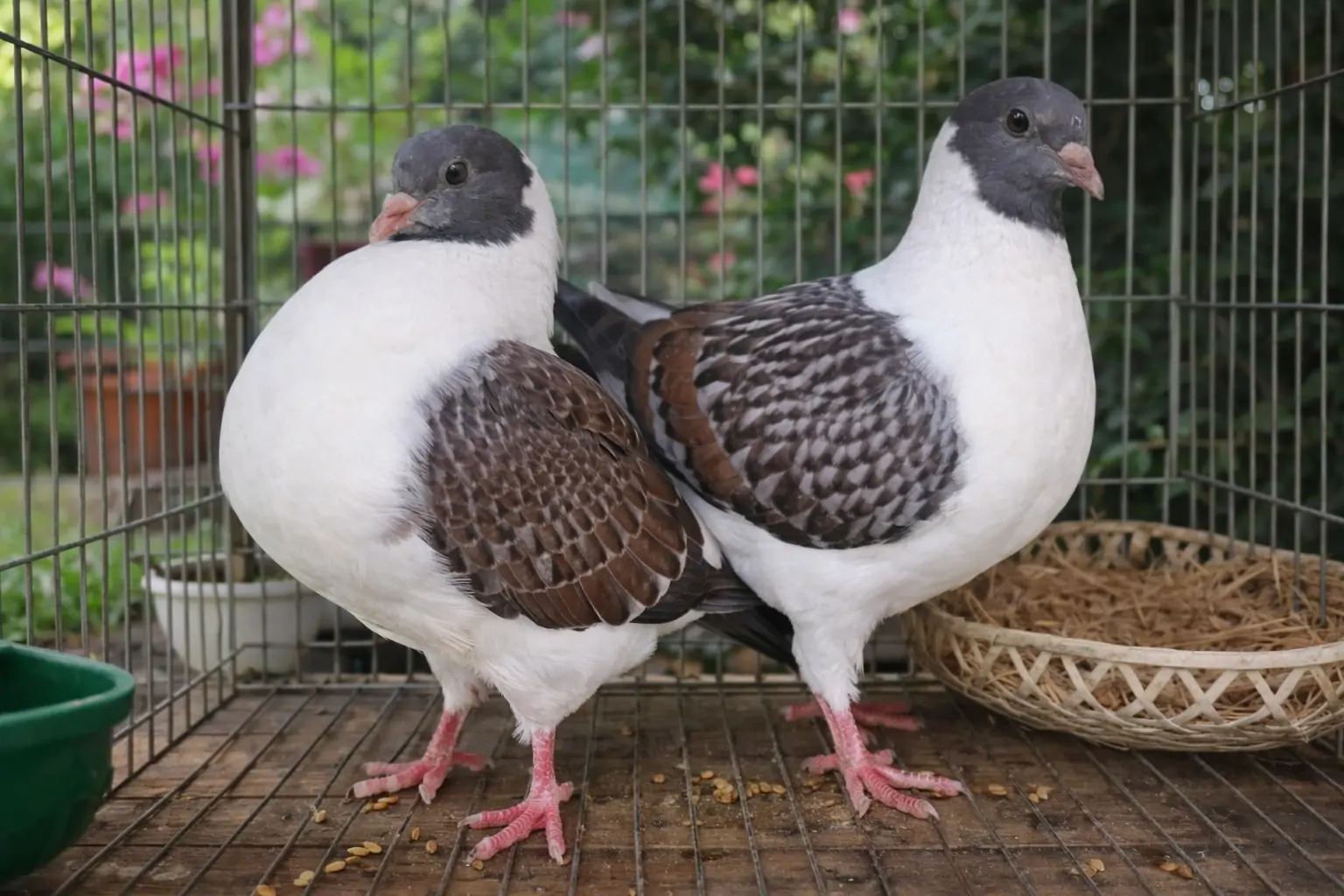 Mua bồ c&acirc;u giống ở đ&acirc;u uy t&iacute;n