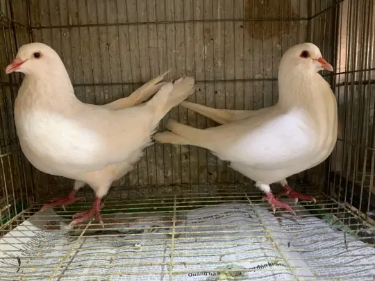 Mua bồ c&acirc;u giống ở đ&acirc;u uy t&iacute;n