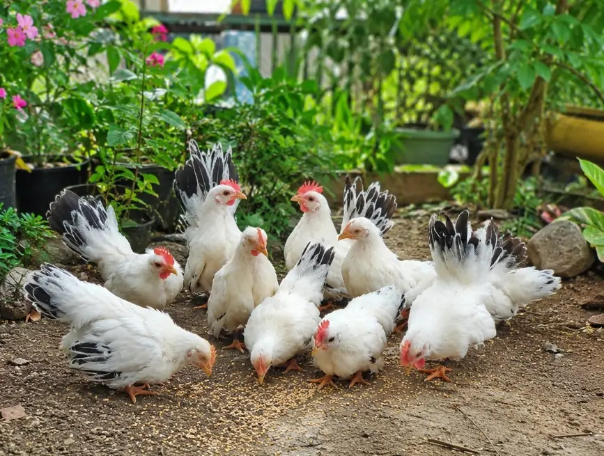 Vì sao Vịt Call Duck được gọi là thú cưng quốc dân?