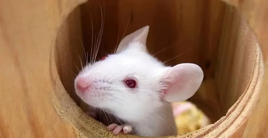 Giống Dê lùn Pygmy