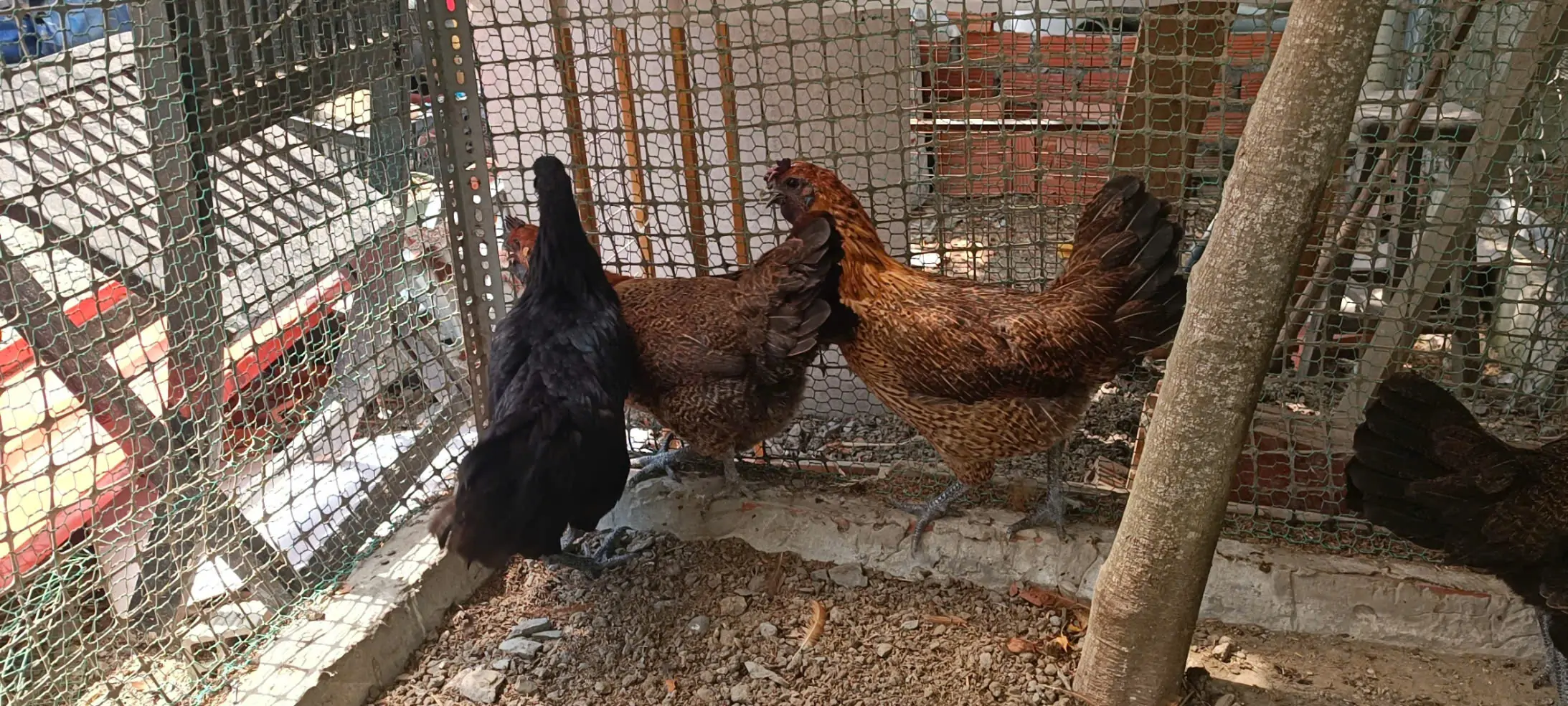 Địa chỉ mua con giống g&agrave; Hơ M&ocirc;ng uy t&iacute;n, chất lượng