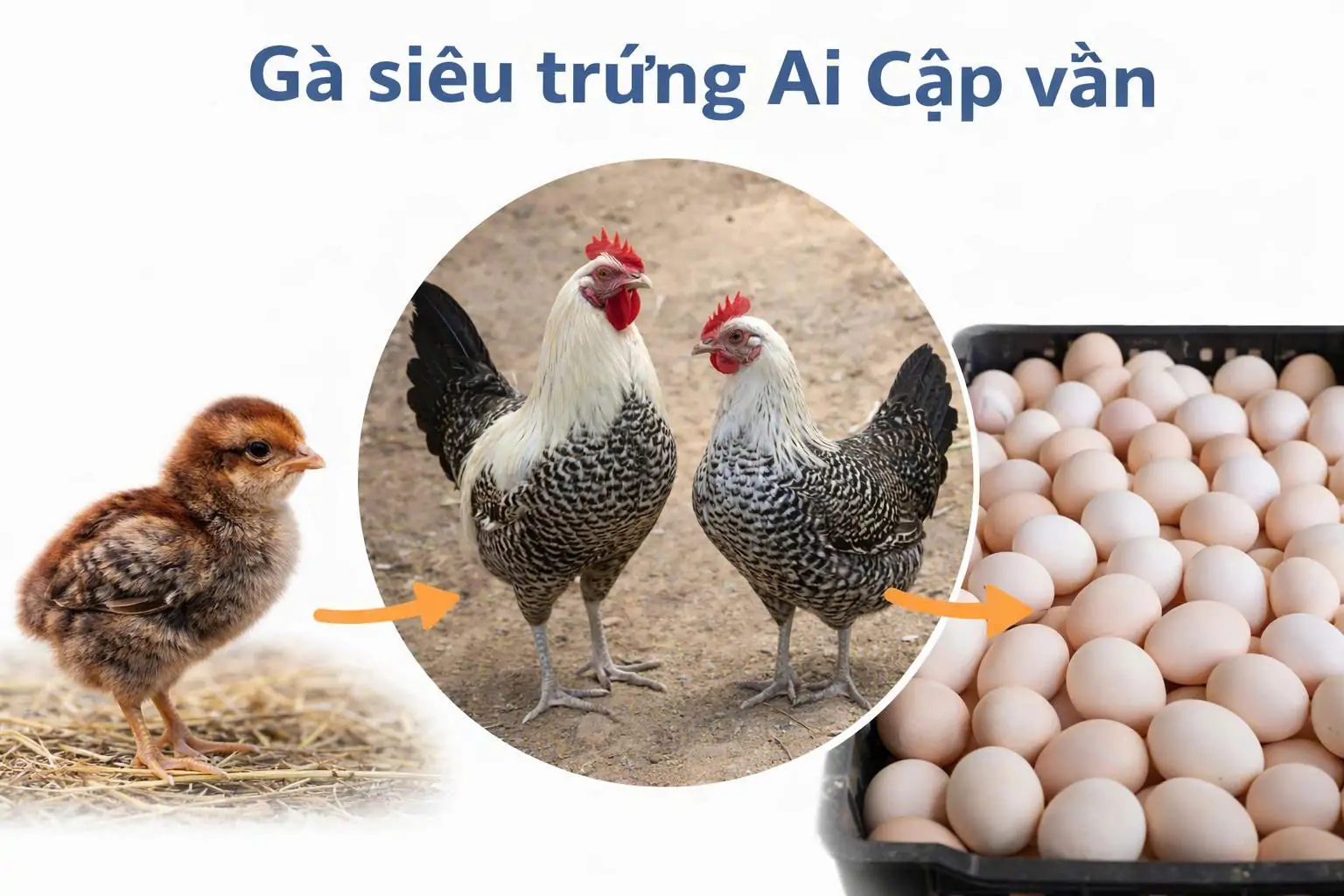 Mua G&agrave; Si&ecirc;u Trứng Ở Đ&acirc;u