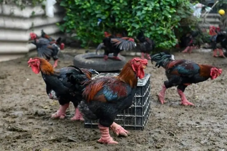 Top 10 g&agrave; giống mang lại hiệu quả kinh tế cao cho n&ocirc;ng hộ