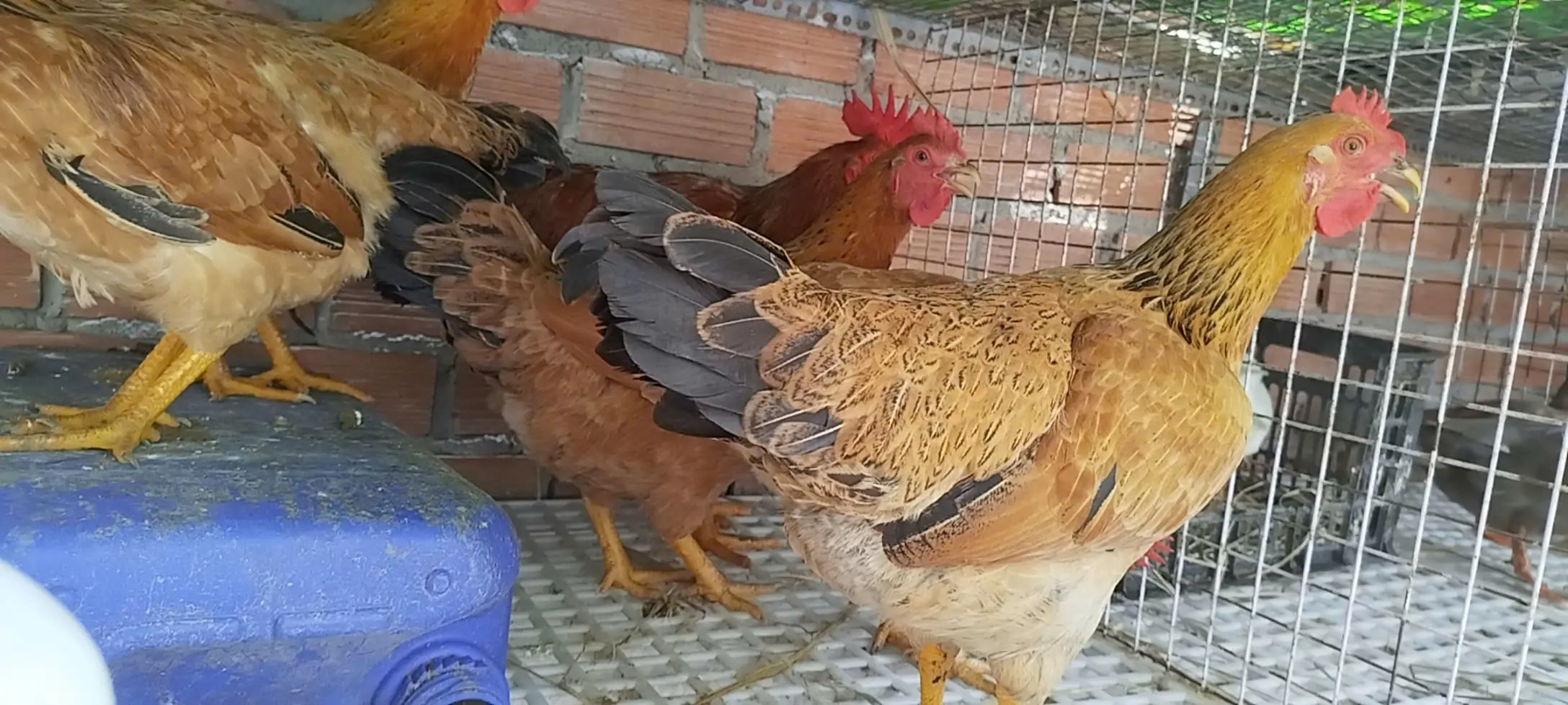 G&agrave; T&agrave;u V&agrave;ng nu&ocirc;i bao l&acirc;u xuất b&aacute;n đạt gi&aacute; cao nhất
