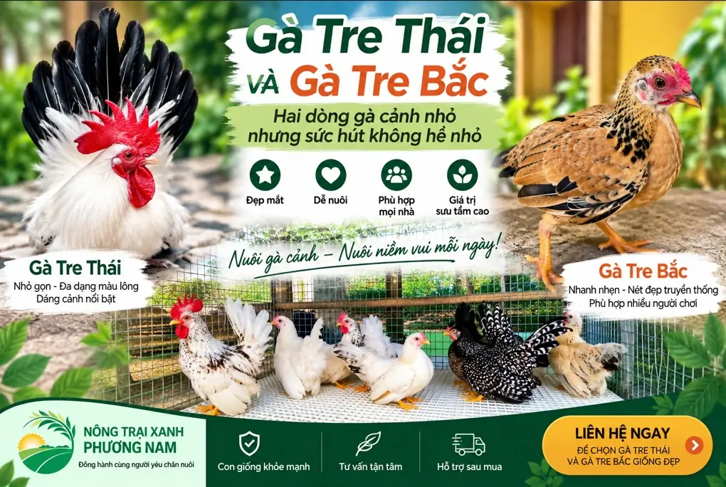 Trứng Chim Trĩ Giống Khác Trứng Ăn Thế Nào? 7 Điều Cần Biết