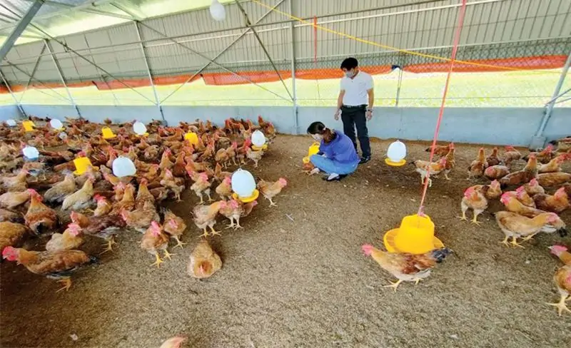 men rắc chuồng sinh học
