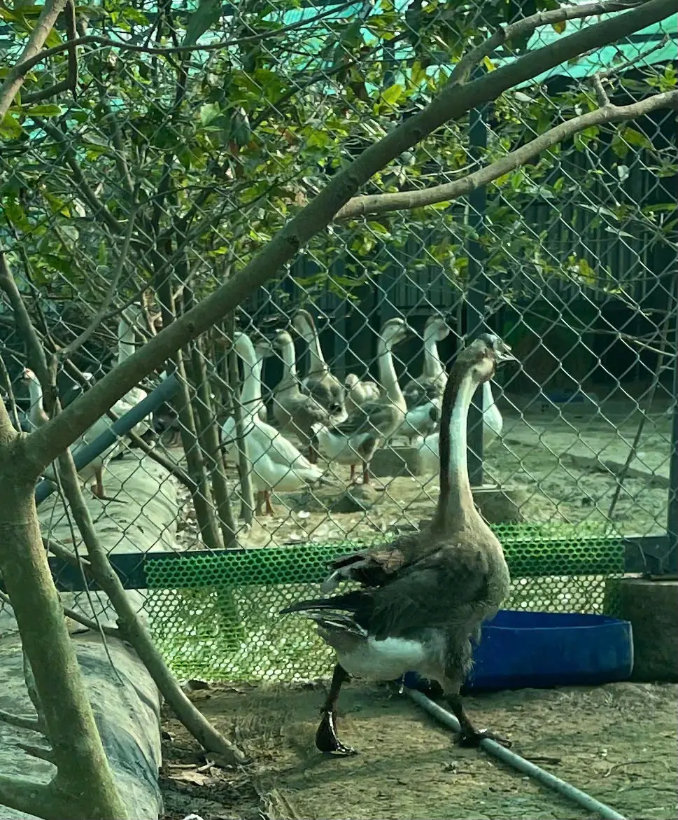 M&ocirc; h&igrave;nh nu&ocirc;i ngỗng sư tử thả vườn