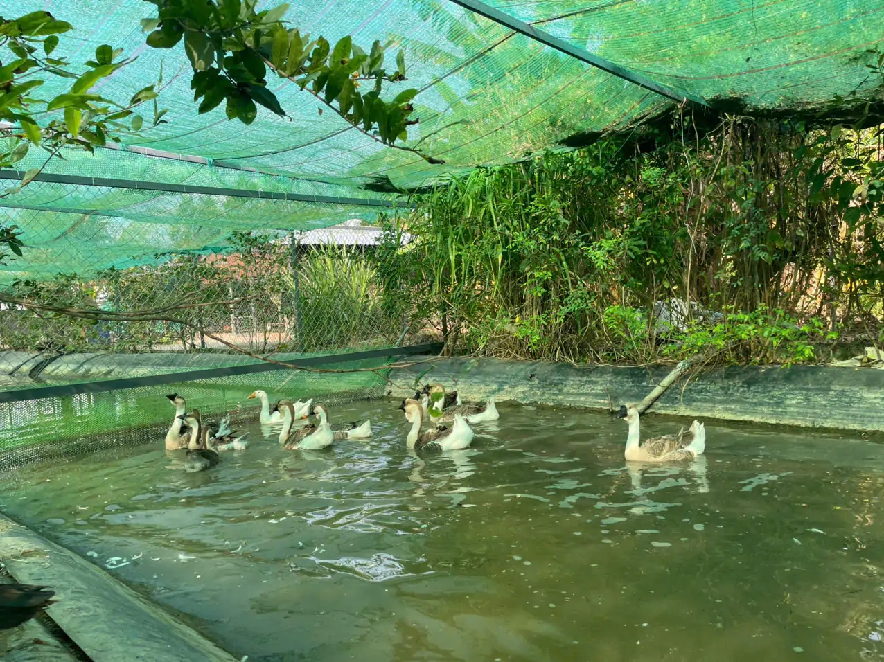 M&ocirc; h&igrave;nh nu&ocirc;i ngỗng sư tử thả vườn