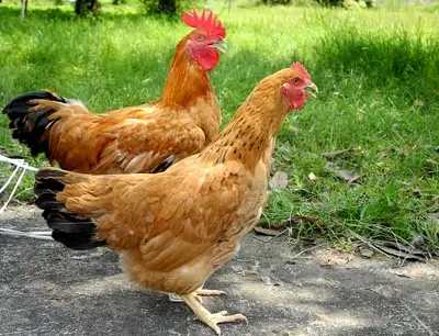 Mua con giống g&agrave; T&agrave;u V&agrave;ng Việt Nam ở đ&acirc;u uy t&iacute;n