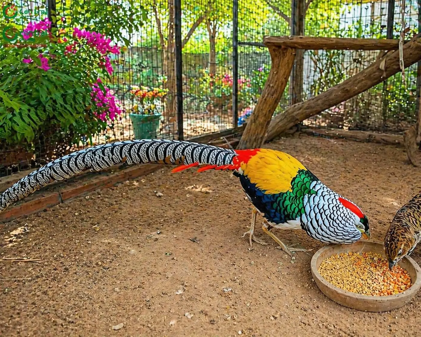 Mua giống chim trĩ ở đ&acirc;u uy t&iacute;n