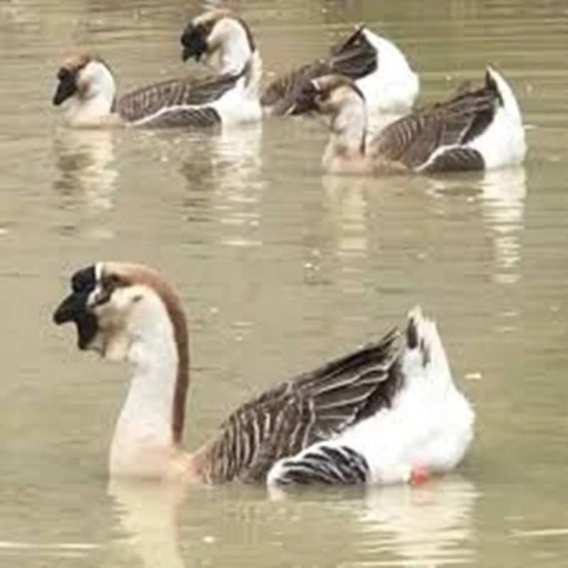 10 Mô Hình Chăn Nuôi Con Giống Độc Lạ, Hiệu Quả Kinh Tế Cao