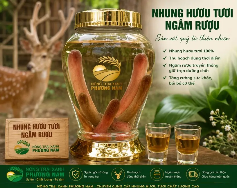 Nhung hươu tươi