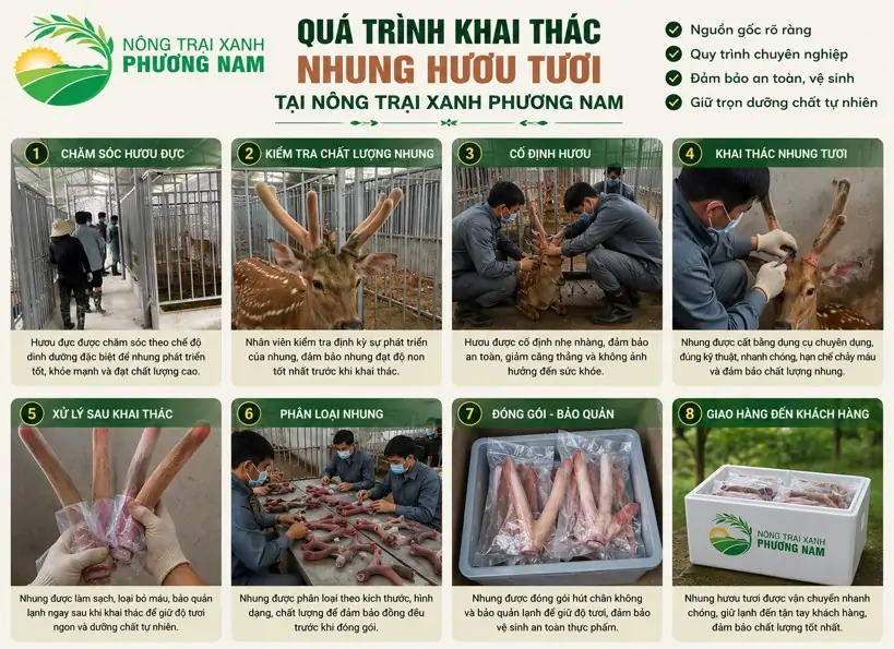 Nhung hươu tươi