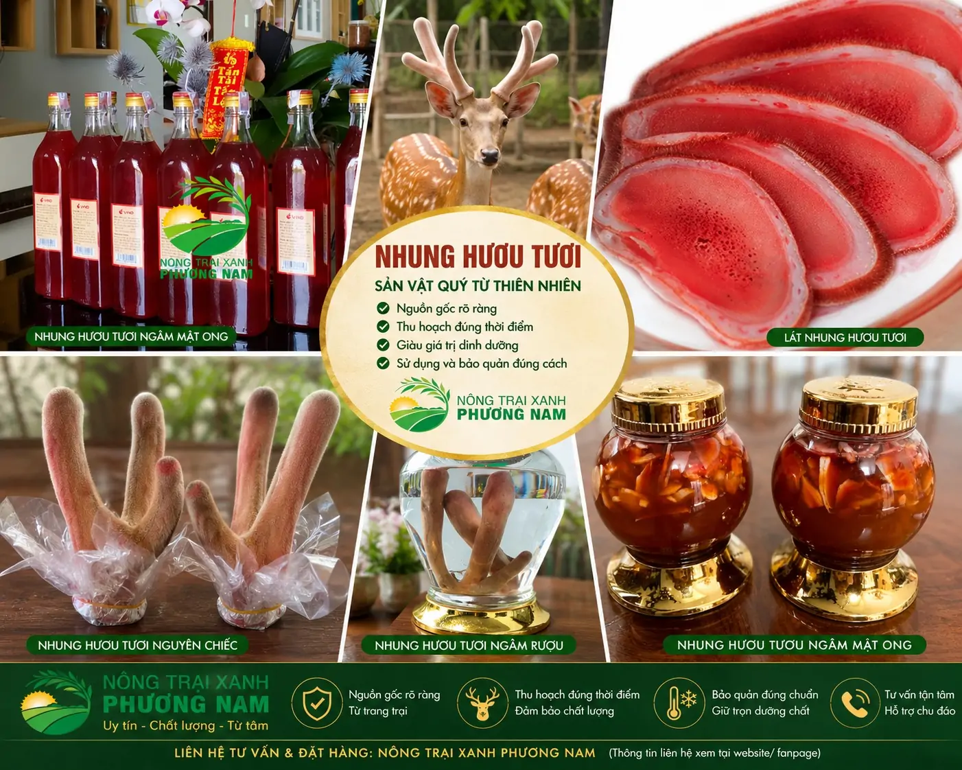 So sánh các giống gà nòi ngon nhất Việt Nam