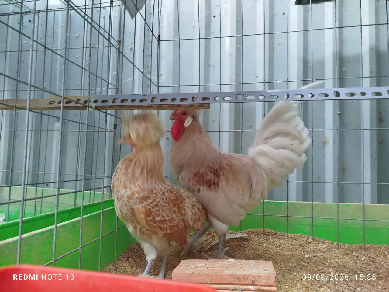 Những sai lầm phổ biến khi mua con giống lần đầu cần tr&aacute;nh