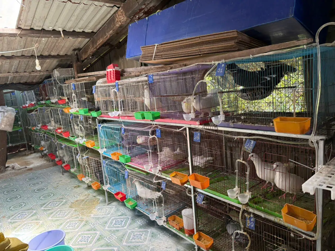 Những sai lầm phổ biến khi mua con giống lần đầu cần tr&aacute;nh