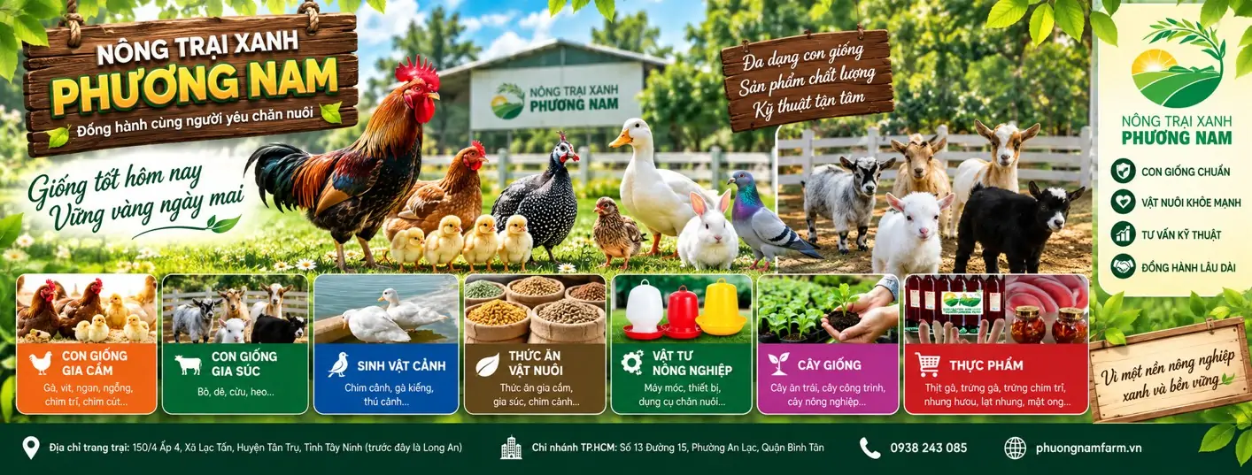 Trứng Chim Trĩ Giống Khác Trứng Ăn Thế Nào? 7 Điều Cần Biết