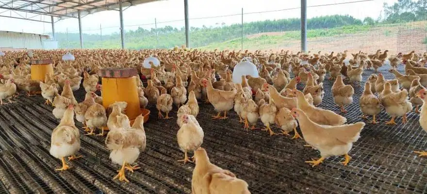 Nu&ocirc;i 100 con g&agrave; t&agrave;u v&agrave;ng cần bao nhi&ecirc;u vốn