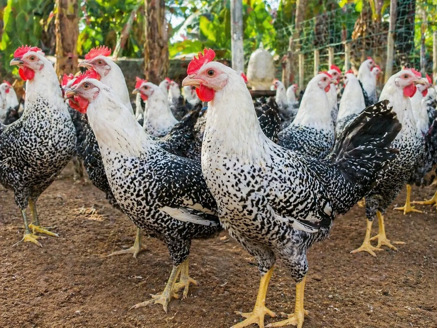 Nu&ocirc;i g&agrave; Ai Cập