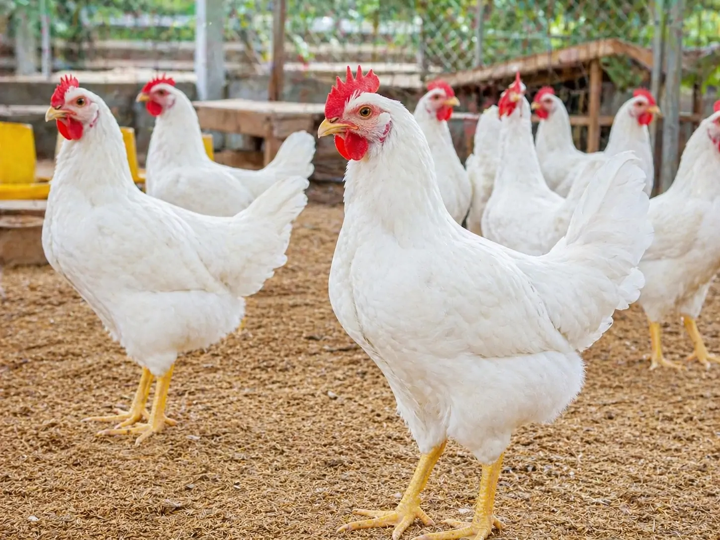 Nên chọn nuôi Gà lấy trứng hay lấy thịt để có giá trị kinh tế cao nhất