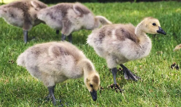 Nu&ocirc;i ngỗng trong s&acirc;n vườn gi&uacute;p giữ kh&iacute; tốt v&agrave; bảo vệ t&agrave;i lộc